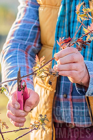 Man_pruning_a_cultivated_bramble_Rubus_laciniatus_in_winter