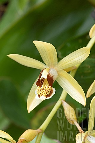 Necklace_orchid_Coelogyne_tomentosa_flower