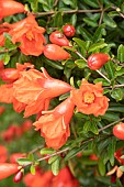 Dwarf pomegranate (Punica granatum Nana) flowers