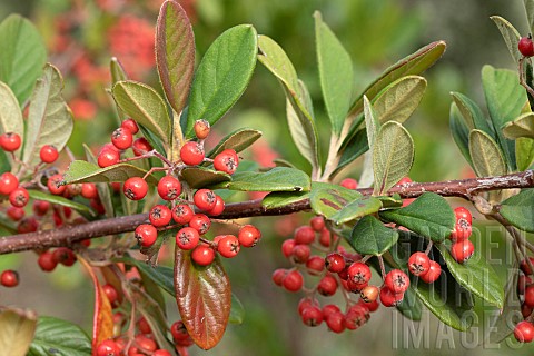 Milkflower_cotoneaster_Cotoneaster_lacteus_fruits_and_leaves