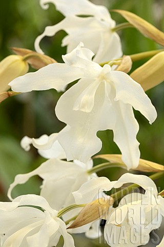 Orchid_Coelogyne_cristata_var_ochroleuca_flowers