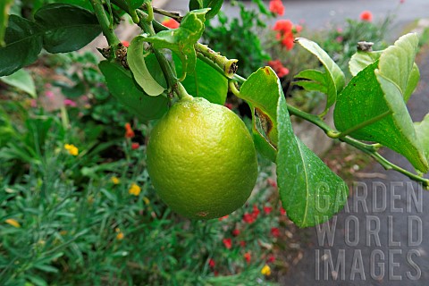 Lemon_Citrus_x_limon_fruit_on_tree
