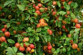 Old variety of apples in Brittany, Conservatory orchard of Illifaut, Côtes dArmor, France