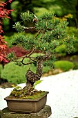 Bonsai of Scots pine (Pinus sylvestris). Age between 80 and 100 years. Garden of the Moulin de la Lande, Brittany