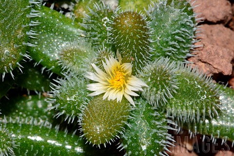 Pickle_plant_Delosperma_echinatum_flower_South_Africa