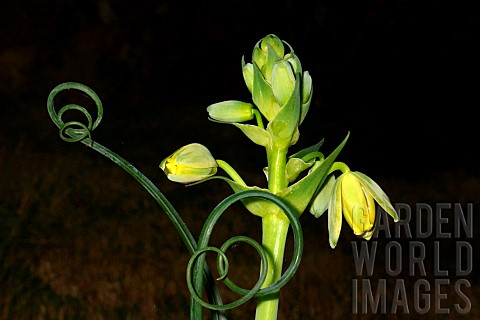Corkscrew_albuca_Albuca_spiralis_flowers_and_tendril_South_Africa