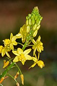 Stalked Bulbine (Bulbine frutescens) flowers, South Africa