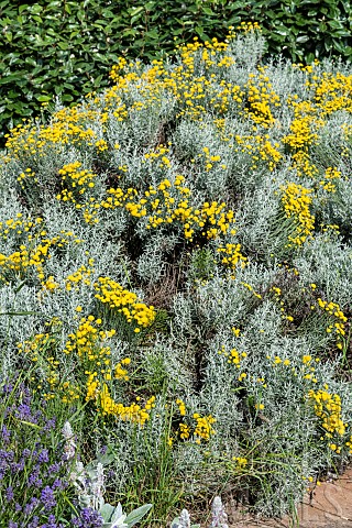 Lavender_cotton_Santolina_chamaecyparissus_in_bloom_in_summer_PasdeCalais_France
