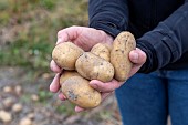 Harvesting Charlotte potatoes in summer, Pas de Calais, France