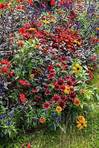 Mixed_border_in_a_garden_in_summer_Nord_France