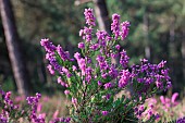 Bell heather (Erica cinerea)in bloom in a coastal pine forest, Cotes-dArmor, France
