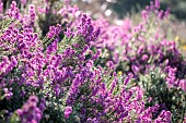 Bell heather (Erica cinerea)in bloom in a coastal pine forest, Cotes-dArmor, France