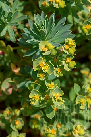 Portland_Spurge_Euphorbia_segetalis_subsp_portlandica_CotesdArmor_France