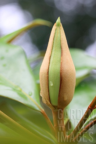 Southern_magnolia_Magnolia_grandiflora_bud_Cotes_dArmor_France