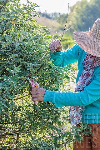 Woman_pruning_a_Tree_mallow_Lavatera_thuringiaca_in_summer_to_keep_it_compact