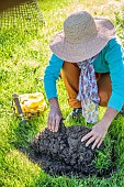 Planting spring flower bulbs in a lawn, step by step. 2: Lift a patch of grass.