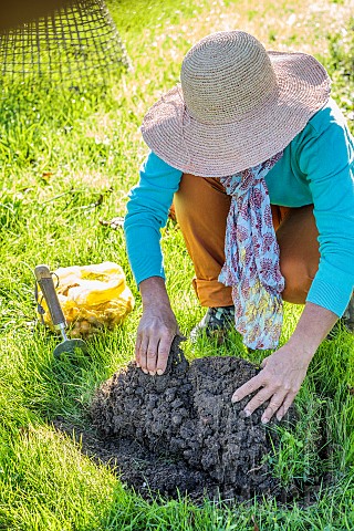 Planting_spring_flower_bulbs_in_a_lawn_step_by_step_2_Lift_a_patch_of_grass