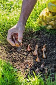 Planting spring flower bulbs in a lawn, step by step. 4: Bury the bulbs at the right depth.