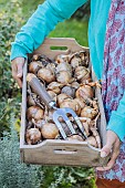 Woman carrying a box of daffodil bulbs for planting in the garden in autumn.