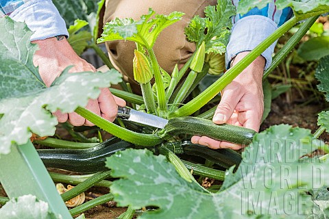 Man_harvesting_courgettes_in_a_vegetable_patch