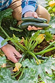 Man harvesting courgettes in a vegetable patch.