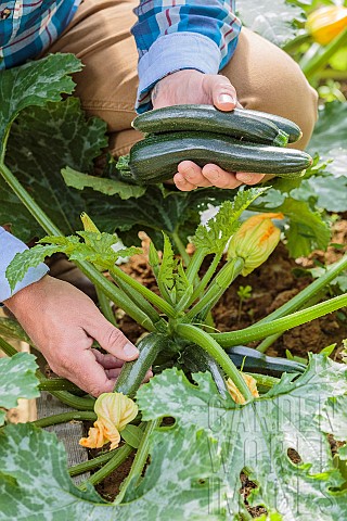 Man_harvesting_courgettes_in_a_vegetable_patch