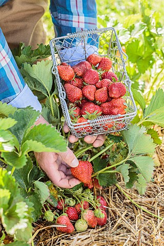 Man_harvesting_strawberries_in_a_vegetable_garden