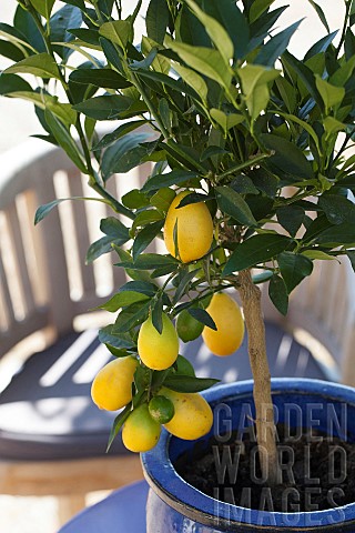 Portrait_of_the_potgrown_limequat_Eustis_a_citrus_fruit_used_like_a_lemon_and_easy_to_grow