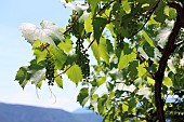 Old hybrid vine Noah in early summer, Ardèche, France
