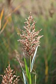 Common reed (Phragmites australis) panicle in autumn, Gard, France