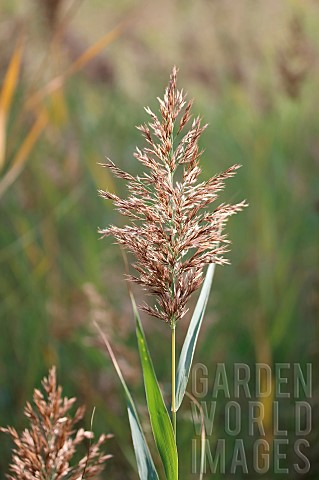 Common_reed_Phragmites_australis_panicle_in_autumn_Gard_France