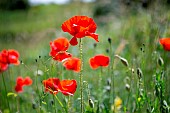 Poppies (Papaver rhoeas), Aveyron, France