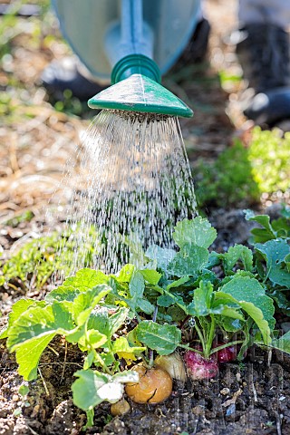 Rain_watering_of_mixed_radishes_in_summer