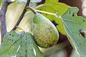 Portrait of the fruit of the fig Longue dAoût, a cold-resistant biferous variety, in late summer.