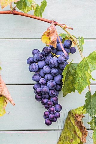 Bunch_of_Alphonse_Lavalle_grapes_in_late_summer