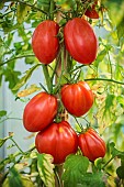 Bunch of Borsalina F1 tomatoes under cover, variety of the Albenga or Calabrian type.