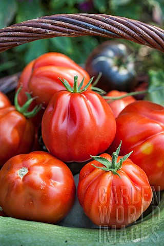 Basket_with_Borsalina_F1_tomatoes_a_hybrid_tomato_variety_of_the_Calabrian_or_Albenga_type