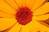 Pot marigold (Calendula officinalis), Capitulum