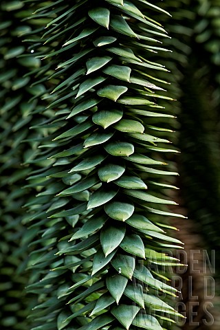 Branches_with_spiny_leaves_of_Monkeypuzzle_tree_Araucaria_araucana_native_to_Chile_and_SW_Argentina_