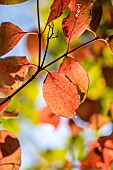 Common dogwood (Cornus sanguinea), fall foliage, Gard, France