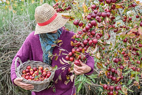 Woman_picking_ornamental_apples_for_processing