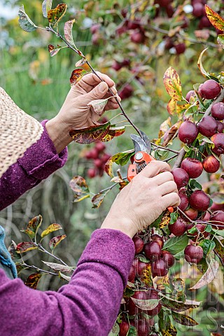 Woman_removing_the_woody_shoots_from_an_ornamental_apple_tree_covered_in_fruit_in_autumn