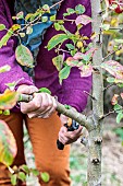 Woman cutting a branch from an ornamental apple tree in autumn.