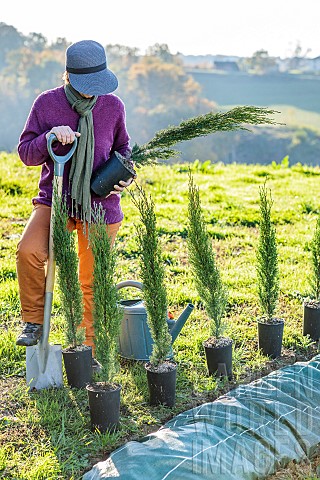 Planting_a_conifer_hedge_Planting_an_Italian_cypress_Stricta