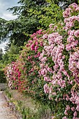 Rose hedge: the alignment is composed of pruned and sarmentary varieties.