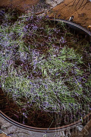 Distillation_of_wild_lavender_to_obtain_essential_oil_Montagne_de_Lure_Alpes_de_HauteProvence_France
