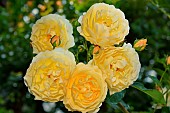 David Austin English Roses. Variety: Charlotte, Pyrénées-Atlantiques, France