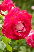 Hybrid Tea Rose (Rosa Coeur de Rockeur) Wekgobnez
