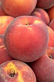 Peach Crispstar (Prunus persica) Crispstar
