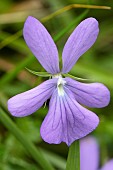 Horned pansy (Viola cornuta) flower,, Pyrenees, France